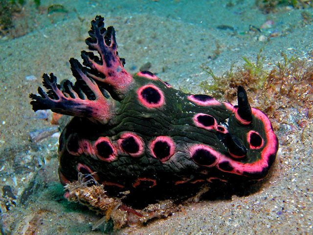 Nembrotha sp